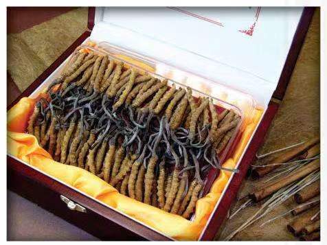 永善冬虫夏草回收